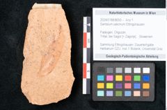 Foto (Objekt + Etikett) von Santalum salicinum Ettingshausen (NHMW-GEO-2024-0188-8000)